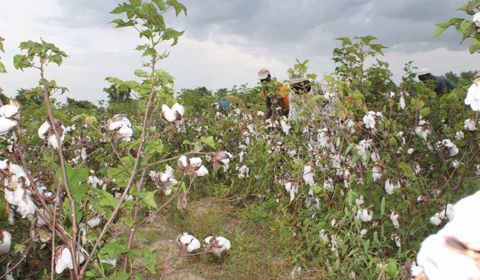 Illustration : Les producteurs satisfaits des mesures d’accompagnement